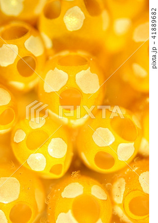 ワハハハハハハハ！！！(((((笑))))) 41889682