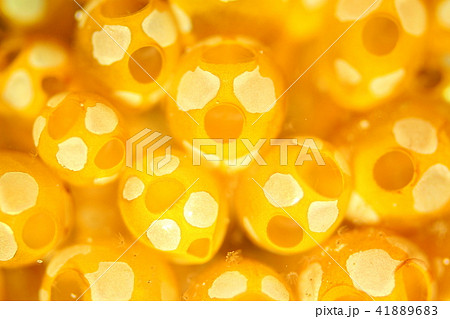 ウルトラマンがいっぱいいる(((笑))) 41889683