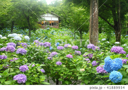 三千院の紫陽花 41889934