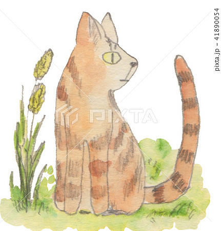 cat on the grass 41890054