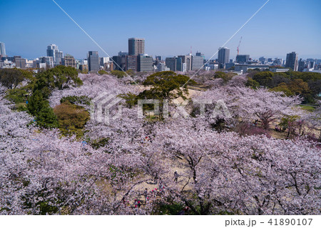 舞鶴公園からの桜の風景 41890107