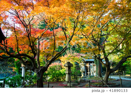 鎌倉宮 境内の紅葉 41890133