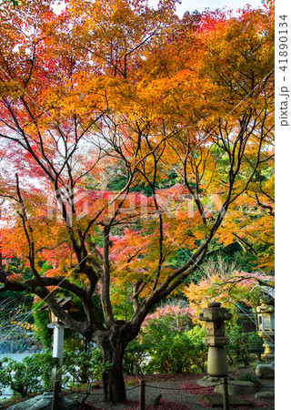 鎌倉宮 境内の紅葉 41890134