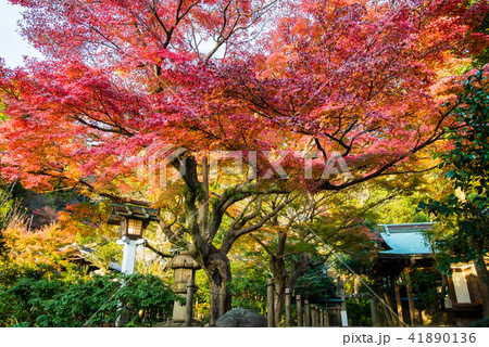 鎌倉宮 境内の紅葉 41890136