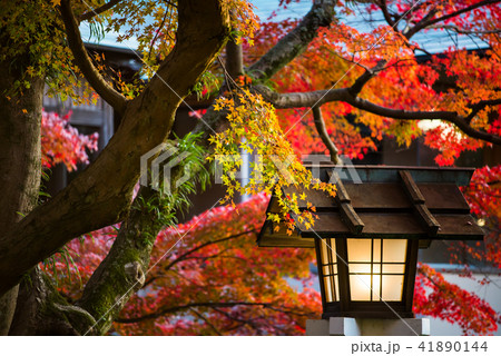 鎌倉宮 境内の紅葉 41890144