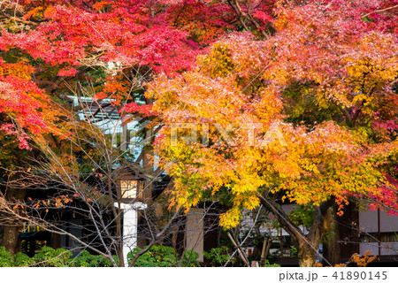 鎌倉宮 境内の紅葉 41890145