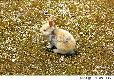 横向きに座るかわいい子うさぎの写真素材
