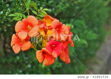 オレンジ色のノウゼンカズラの花の写真素材