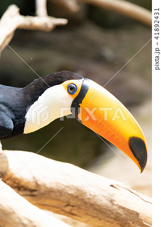 くちばしが特徴な鳥 41892431