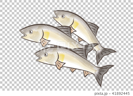鮎 鮎 41892445