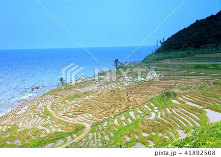 能登の千枚田 能登の千枚田 41892508