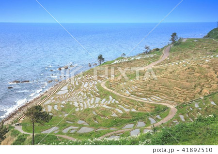 能登の千枚田 能登の千枚田 41892510