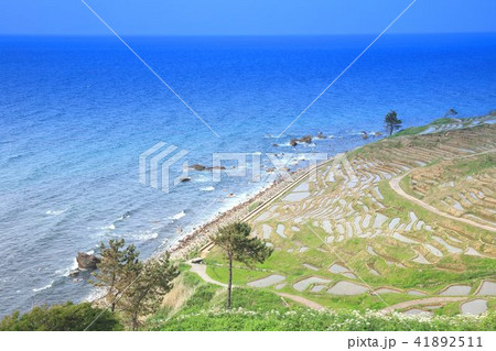 能登の千枚田 能登の千枚田 41892511