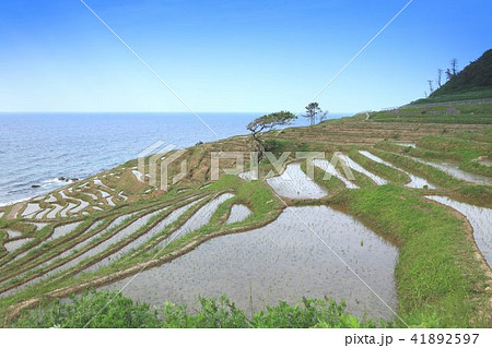 能登の千枚田 41892597