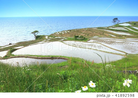 能登の千枚田 能登の千枚田 41892598