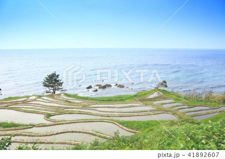 能登の千枚田 能登の千枚田 41892607