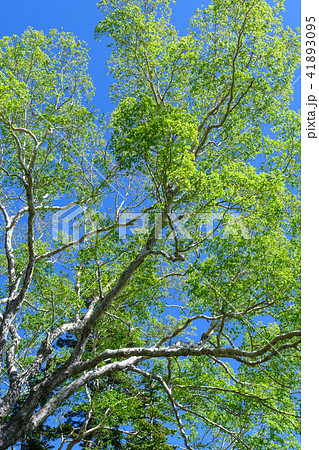 ダケカンバの新緑の写真素材 ダケカンバの新緑の写真素材