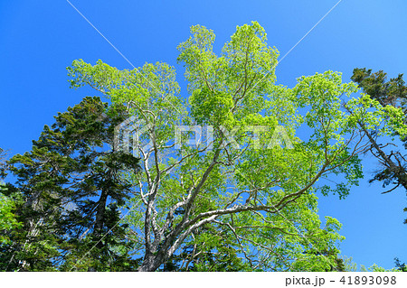 ダケカンバの新緑 ダケカンバの新緑 41893098