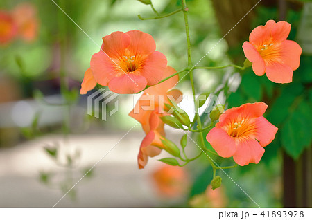 夏の花 ノウゼンカズラ 夏の花 ノウゼンカズラ 41893928