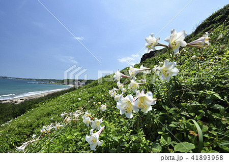 新北市 北海岸 爽快 41893968