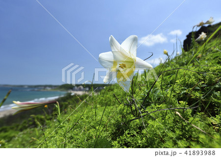 新北市 北海岸 爽快 41893988