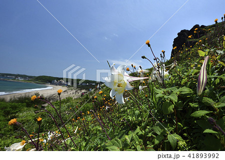 新北市 北海岸 爽快 41893992