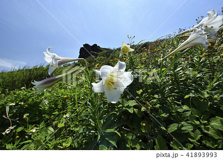 新北市 北海岸 爽快 41893993