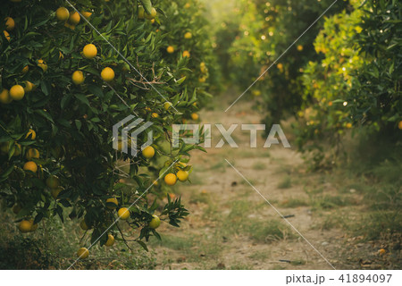 Orange garden with fruit Orange garden with fruit 41894097
