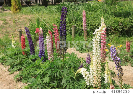 ルピナスの花 41894259