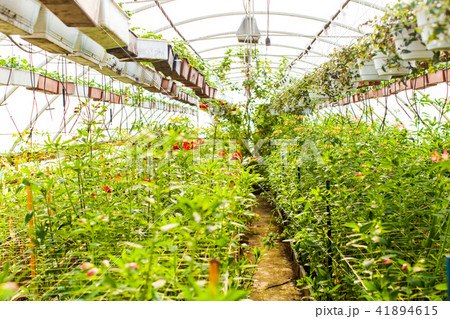 Home greenhouse with flowers Home greenhouse with flowers 41894615