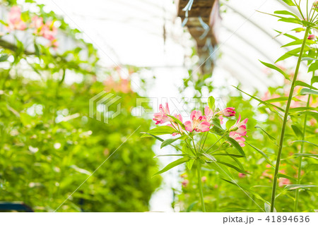 Growing a flower of alstroemeria in a greenhouse Growing a flower of alstroemeria in a greenhouse 41894636