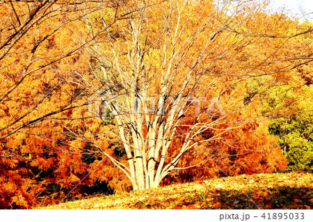 秋の印象 秋の印象 41895033