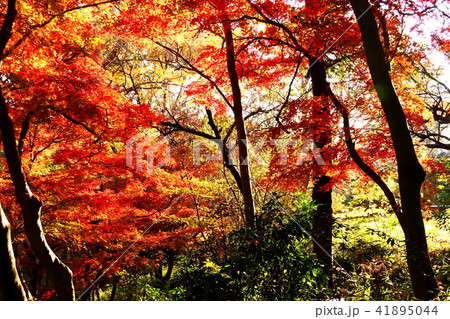 秋の印象 秋の印象 41895044