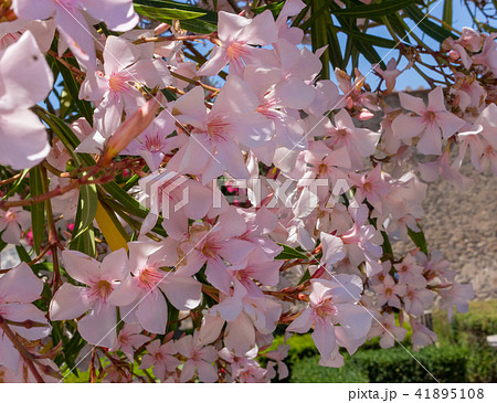 Blooming trees with pink flowers in Pompeii garden 41895108