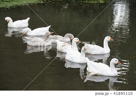 英国 イギリス 水鳥 アヒル 群れ 水 池 湖の写真素材