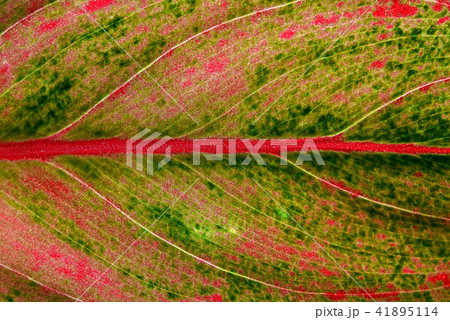 葉 クロロフィル 木の葉 41895114