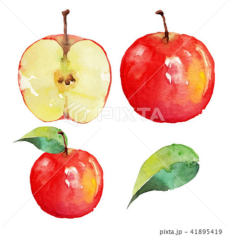 りんご 水彩画 ベクターイラスト のイラスト素材