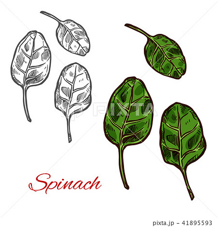 Ink sketch of spinach Royalty Free Vector Image