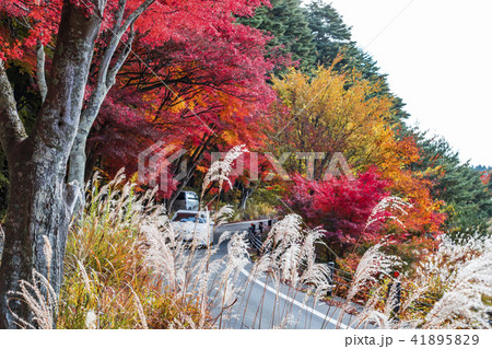 【もみじトンネル】 41895829