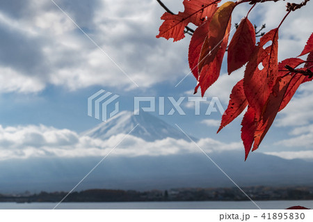 【紅葉 富士山】 【紅葉 富士山】 41895830