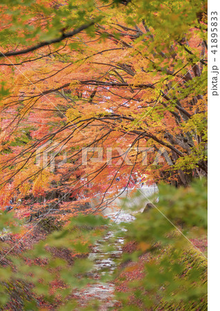 【紅葉 もみじ回廊 河口湖】 【紅葉 もみじ回廊 河口湖】 41895833
