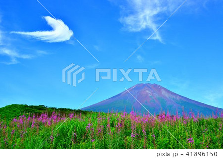 ヤナギランと富士山の写真素材 [41896150] - PIXTA