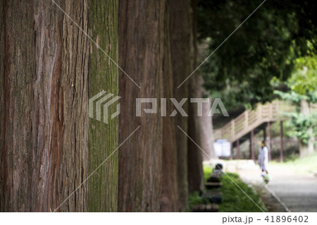 木 森の道 木の枝 41896402