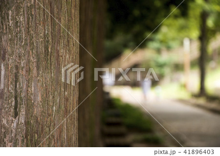 木 森の道 木の枝 41896403