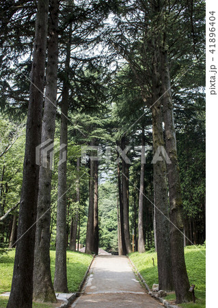 木 森 森の道 41896404