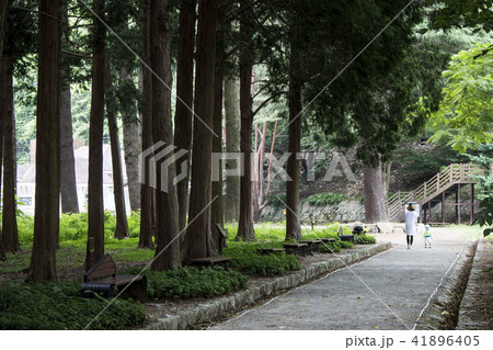 ベンチ 木 森 41896405