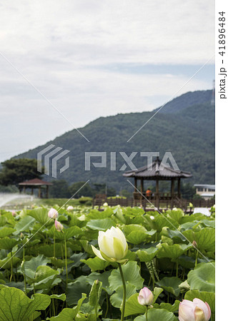 八角亭 蓮 花 41896484