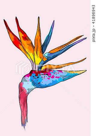 Graphic colorful strelitzia. Vector exotic flower isolated on white background. Template for 41896943