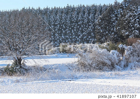 雪に覆われた山武杉の林と水田。千葉県山武市。 41897107