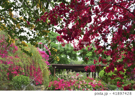 躍動感のある 明るい 生命力 41897428